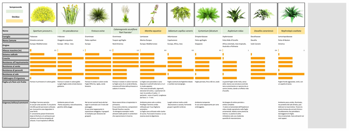 Understorey — species, seasons and characteristics